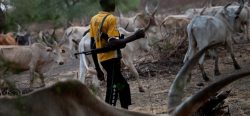 Fulani herdsmen on a farmland